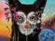 Galantis & JVKE – Dandelion